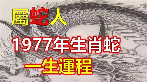 1977屬什麼|關於1977年「生肖屬蛇人」，這一生命運如何？